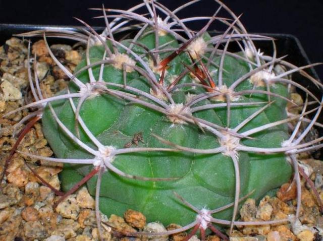 Gymnocalycium_mostii_1